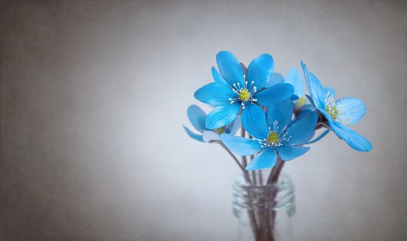 Edible Flower Petals